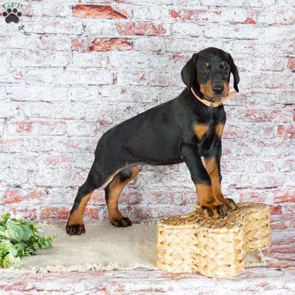 Mattis, Doberman Pinscher Puppy